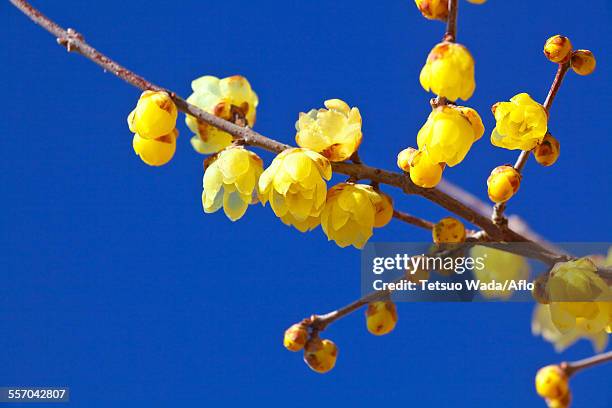 wintersweet - nagatoro stockfoto's en -beelden