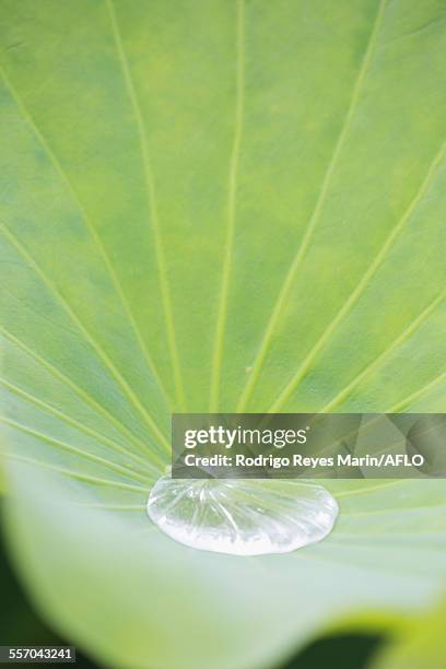 lotus - shinobazu pond stock pictures, royalty-free photos & images