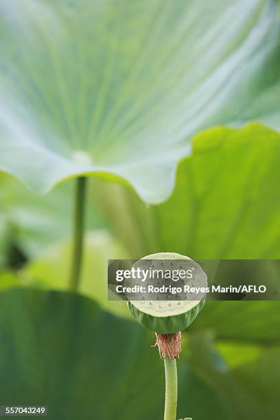 lotus - shinobazu pond stock pictures, royalty-free photos & images