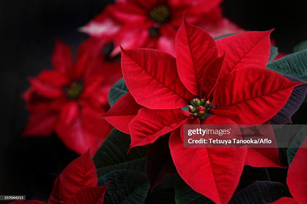 Poinsettia