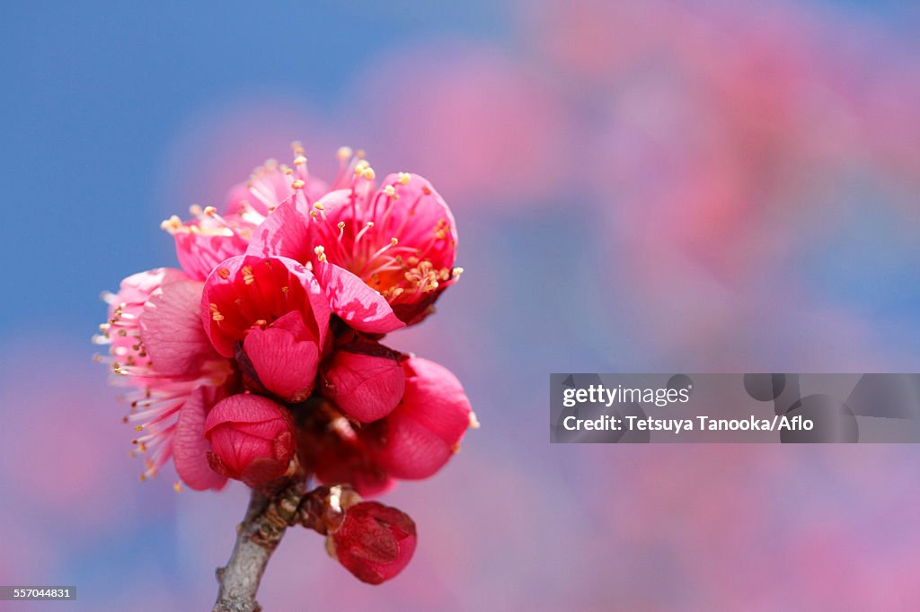 Plum blossoms