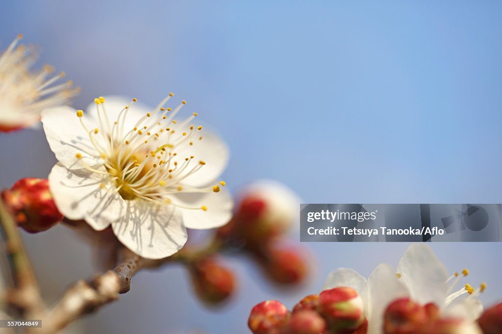 Plum blossoms