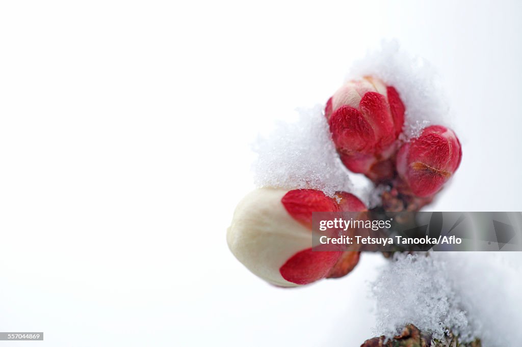 Plum blossoms