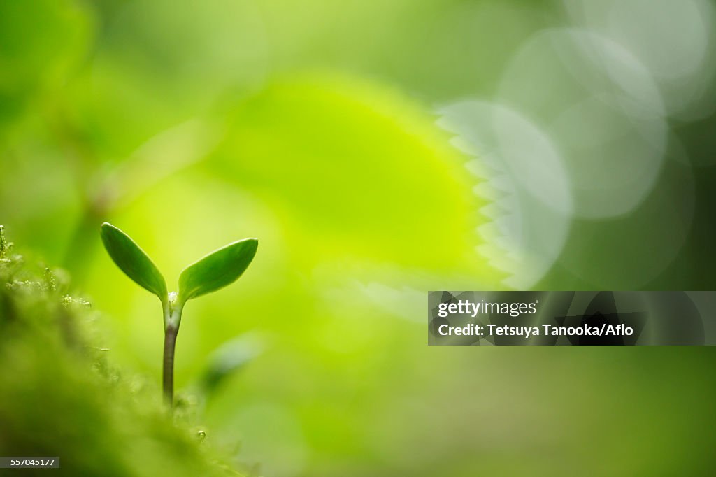 Sprouting leaves