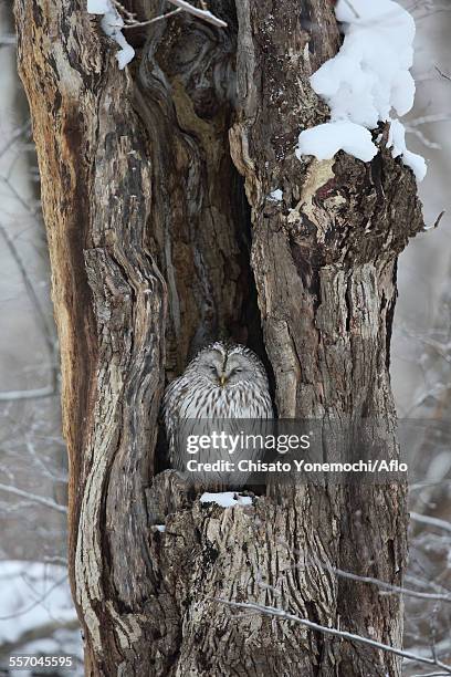 ural owl - ural owl stock pictures, royalty-free photos & images