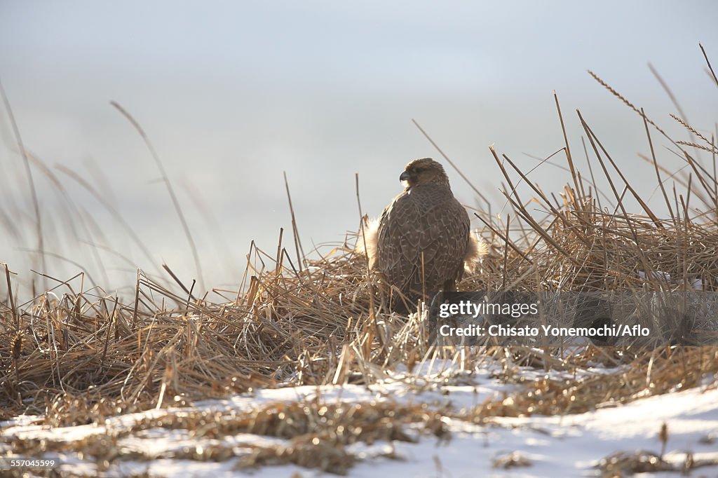 Gyrfalcon