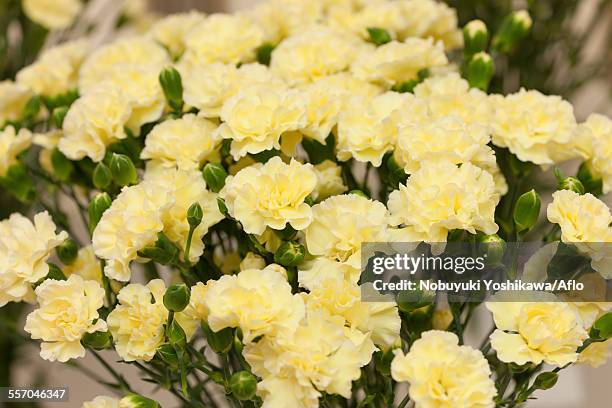 carnation - carnation stock pictures, royalty-free photos & images