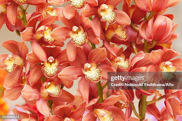 45 Orange Cymbidium Orchids Stock Photos, High-Res Pictures, and