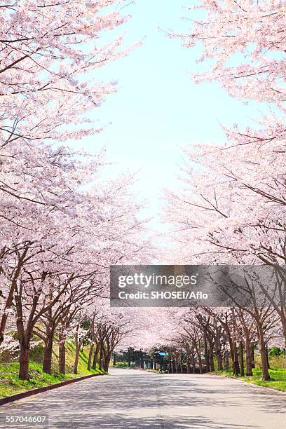 10,772 Cherry Road Stock Photos, High-Res Pictures, and Images - Getty ...