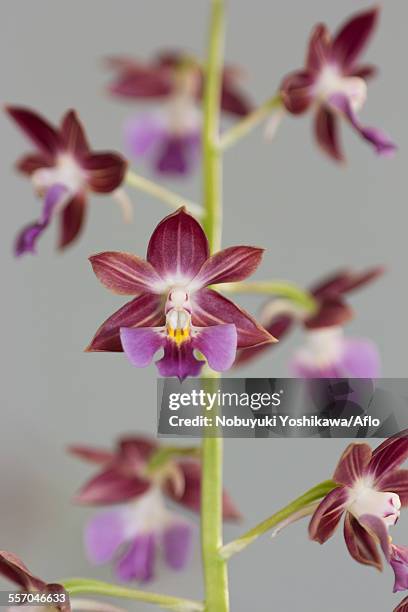 orchid - calanthe discolor stock pictures, royalty-free photos & images