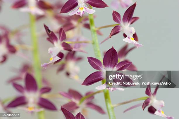 orchid - calanthe discolor stock pictures, royalty-free photos & images