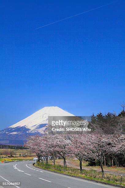 shizuoka prefecture, japan - avenue pink cherry blossoms stockfoto's en -beelden