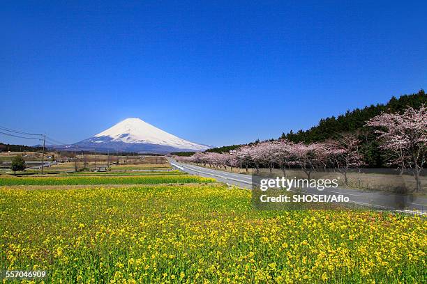 shizuoka prefecture, japan - avenue pink cherry blossoms stockfoto's en -beelden