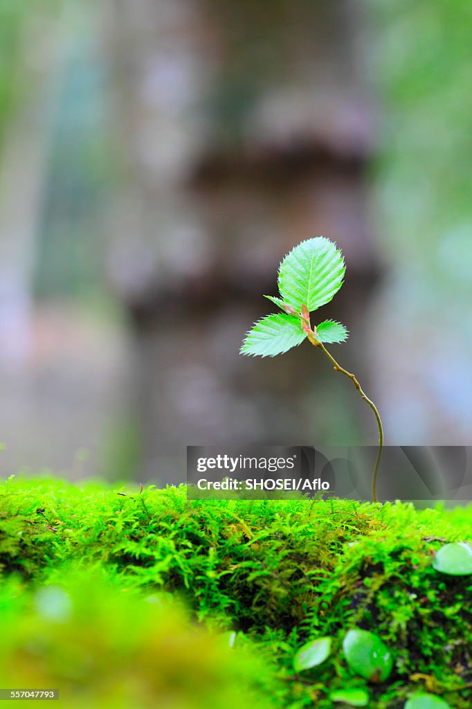 Sprouting leaves