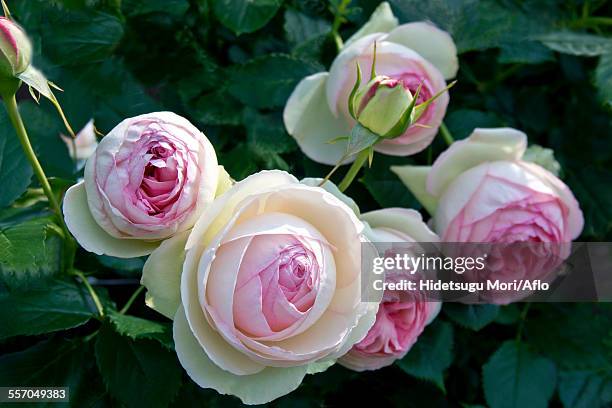 rose flowers - pierre de ronsard stock pictures, royalty-free photos & images