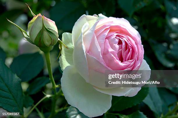 rose flower - pierre de ronsard stock pictures, royalty-free photos & images