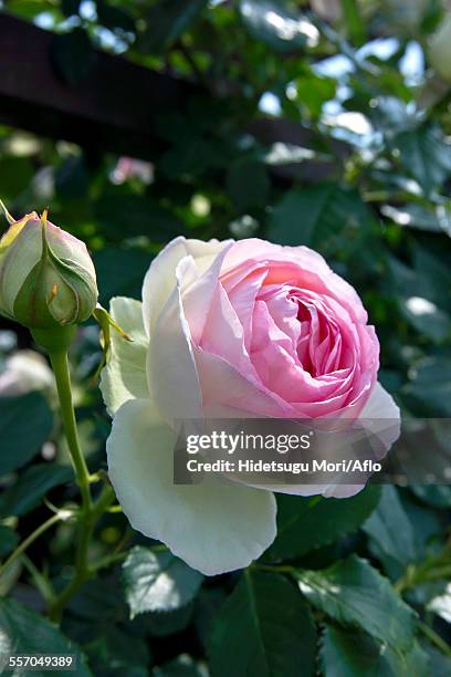 rose flower - pierre de ronsard stock pictures, royalty-free photos & images