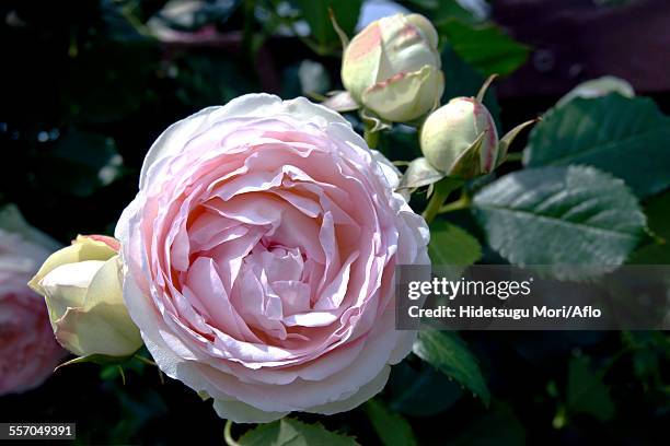 rose flowers - pierre de ronsard stock pictures, royalty-free photos & images