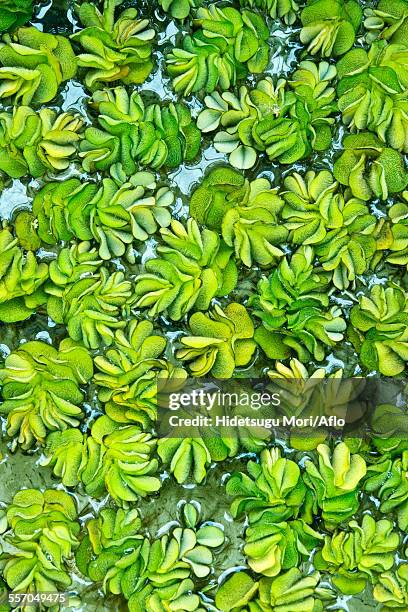 kariba weed - salvinia stock pictures, royalty-free photos & images