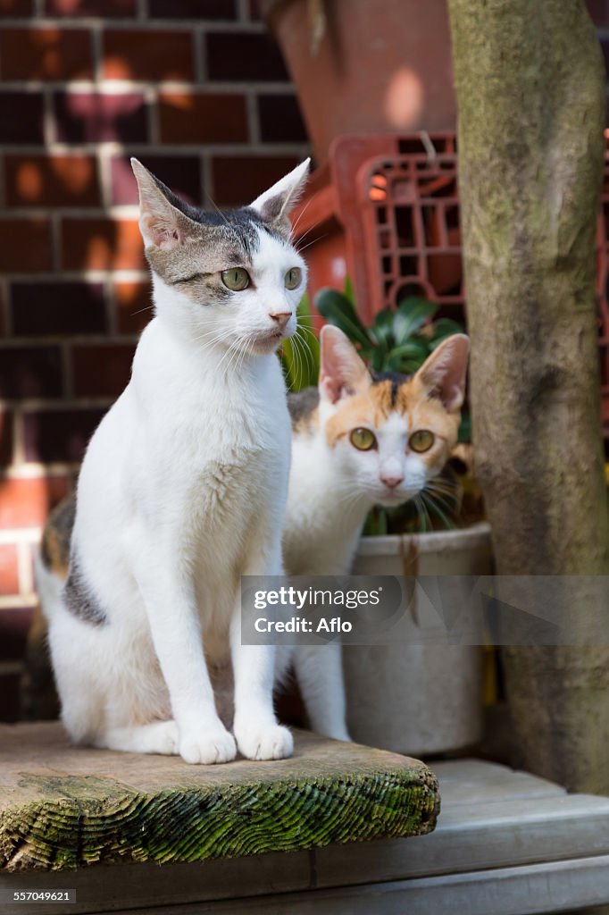 Stray Cats