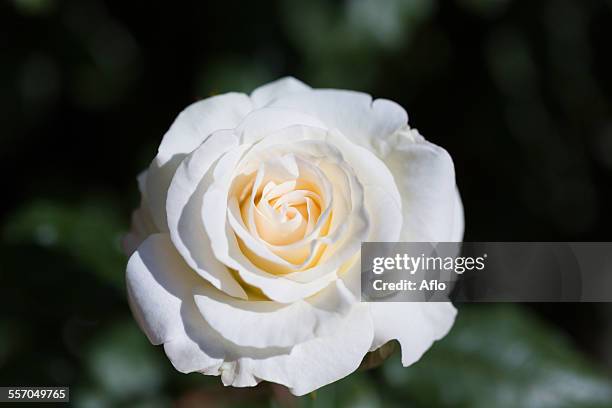731 Twelve Roses Stock Photos, High-Res Pictures, and Images - Getty Images