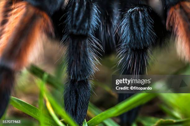 mexican redknee tarantula - mexican redknee tarantula stock pictures, royalty-free photos & images