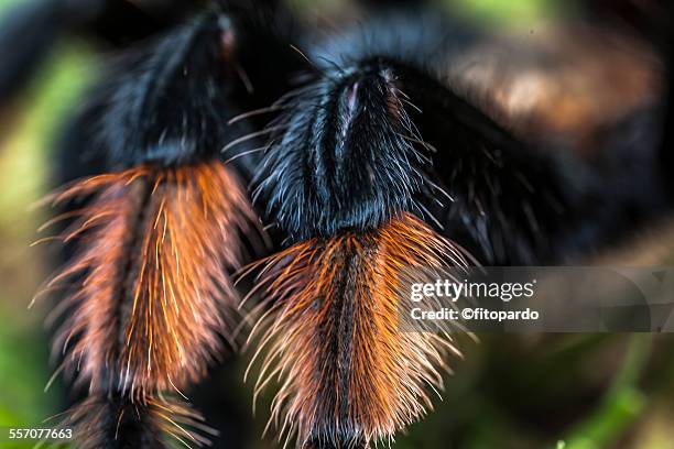 mexican redknee tarantula - mexican redknee tarantula stock pictures, royalty-free photos & images