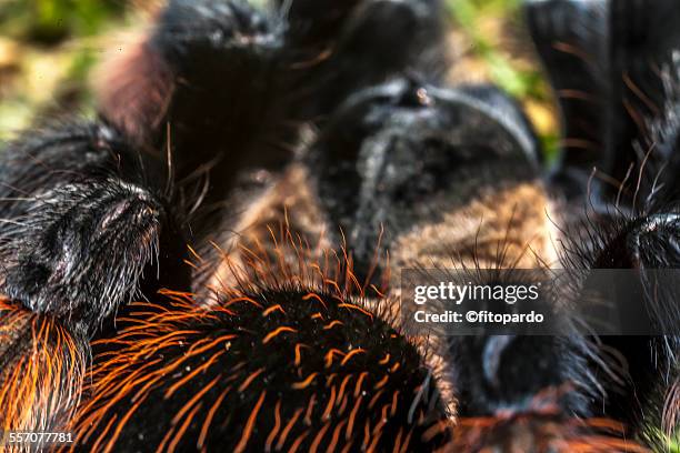 mexican redknee tarantula - mexican redknee tarantula stock pictures, royalty-free photos & images