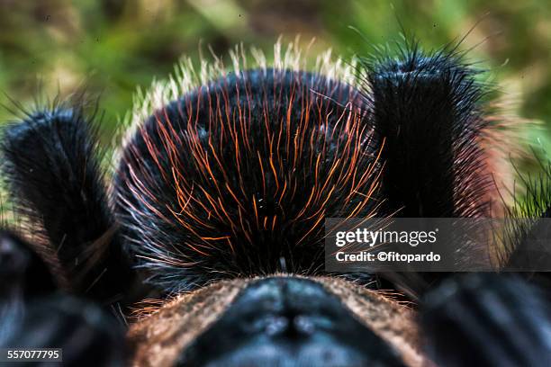 mexican redknee tarantula - theraphosa blondi stock pictures, royalty-free photos & images