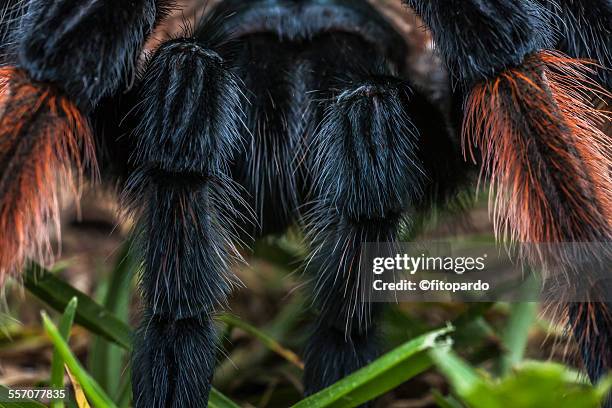 mexican redknee tarantula - mexican redknee tarantula stock pictures, royalty-free photos & images