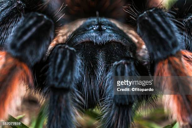 mexican redknee tarantula - theraphosa blondi stock pictures, royalty-free photos & images