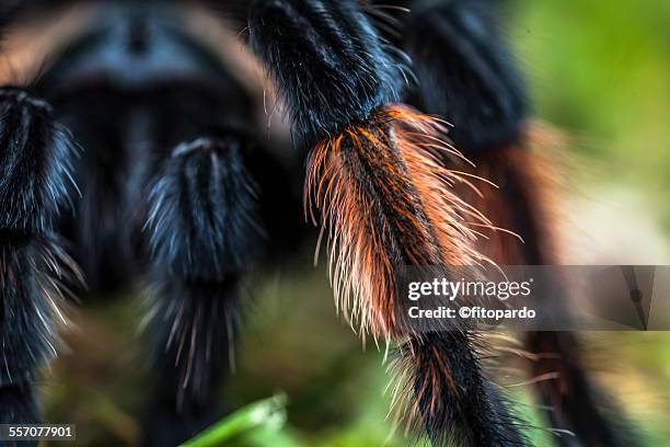 mexican redknee tarantula - theraphosa blondi stock pictures, royalty-free photos & images