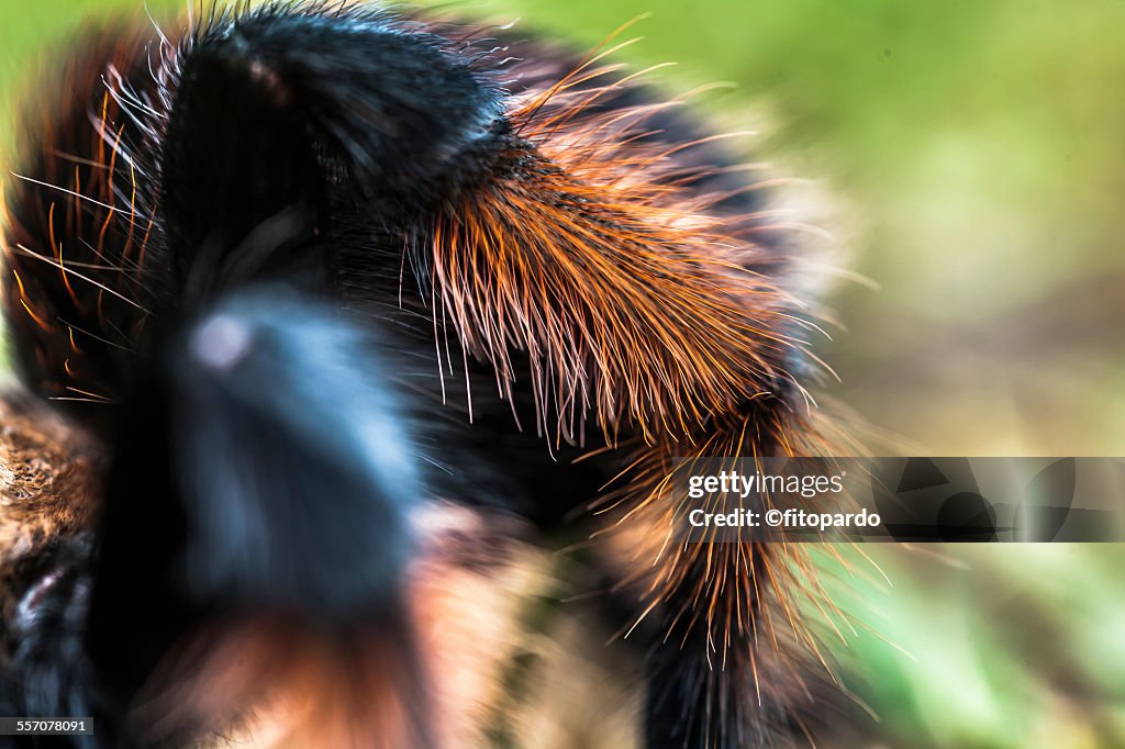 Mexican redknee tarantula