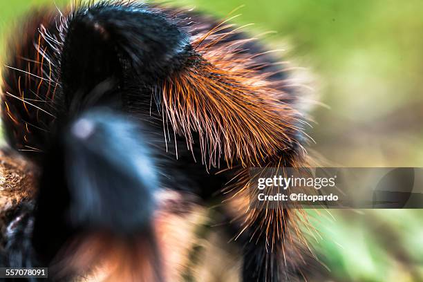 mexican redknee tarantula - theraphosa blondi stock pictures, royalty-free photos & images