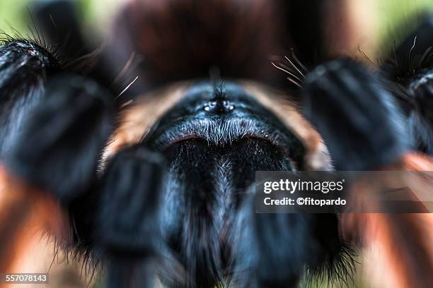 mexican redknee tarantula - theraphosa blondi stock pictures, royalty-free photos & images