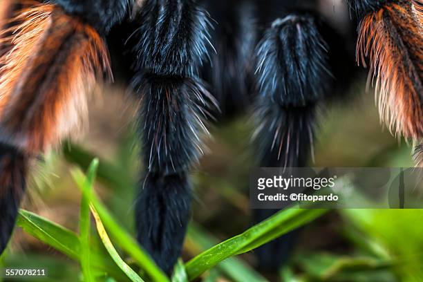 mexican redknee tarantula - mexican redknee tarantula stock pictures, royalty-free photos & images