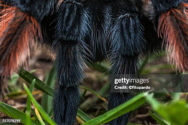 mexican redknee tarantula - mexican redknee tarantula stock pictures, royalty-free photos & images