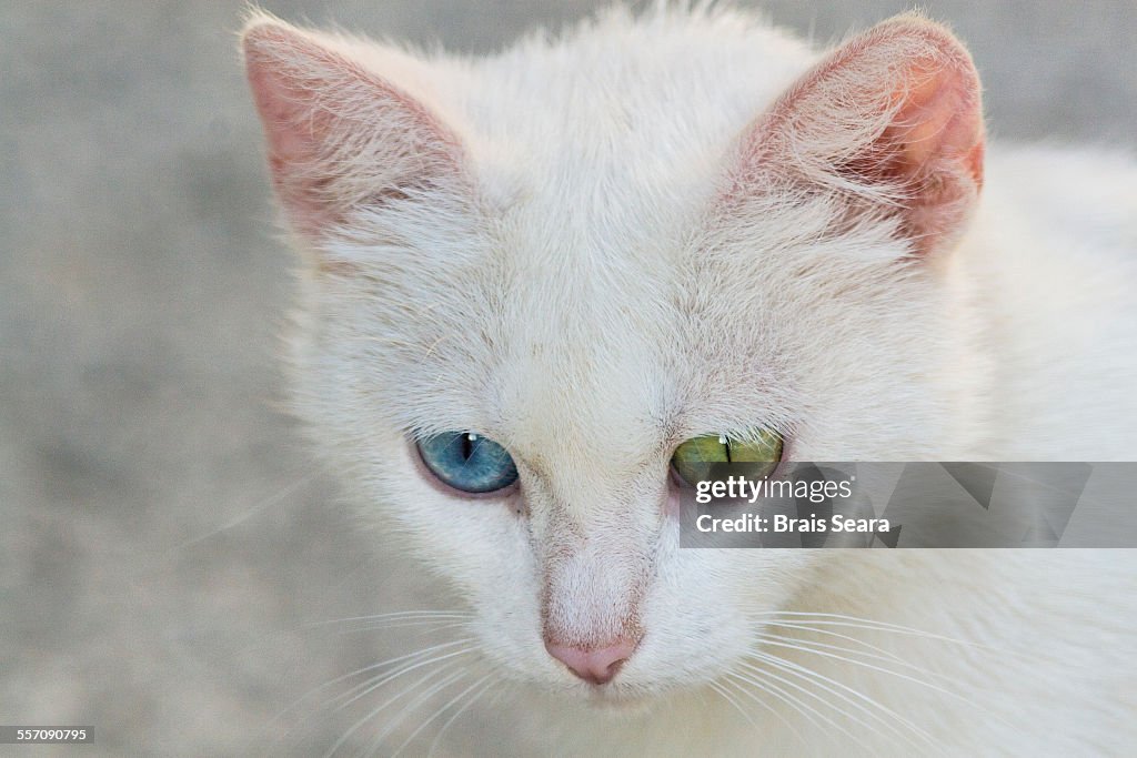 Heterochromia iridum