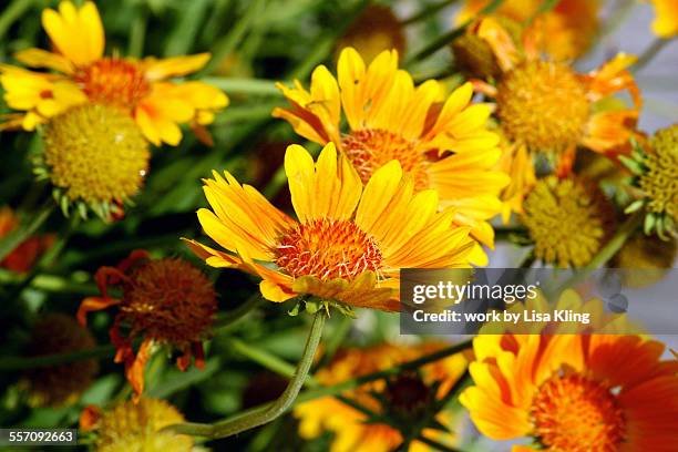 coreopsis in bloom - corisperma fotografías e imágenes de stock