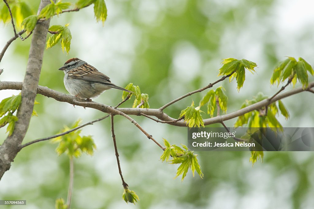 Red Headed Sparrow