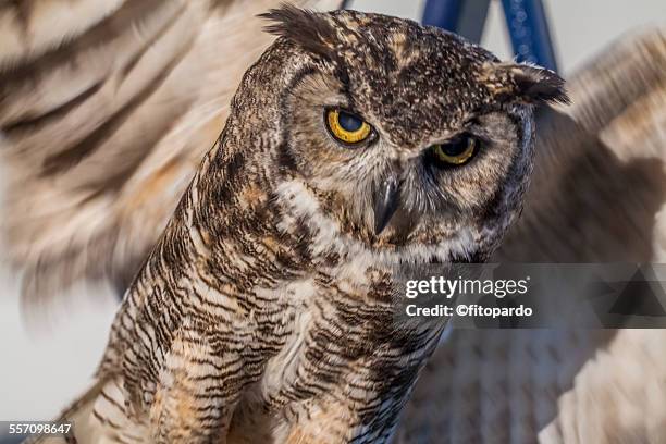 mexican spotted owl - fleckenkauz stock-fotos und bilder