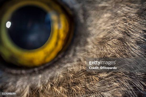 mexican spotted owl - fleckenkauz stock-fotos und bilder