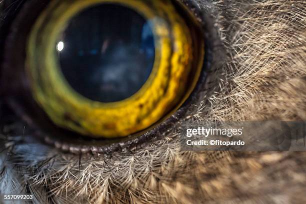 mexican spotted owl - spotted owl stock pictures, royalty-free photos & images