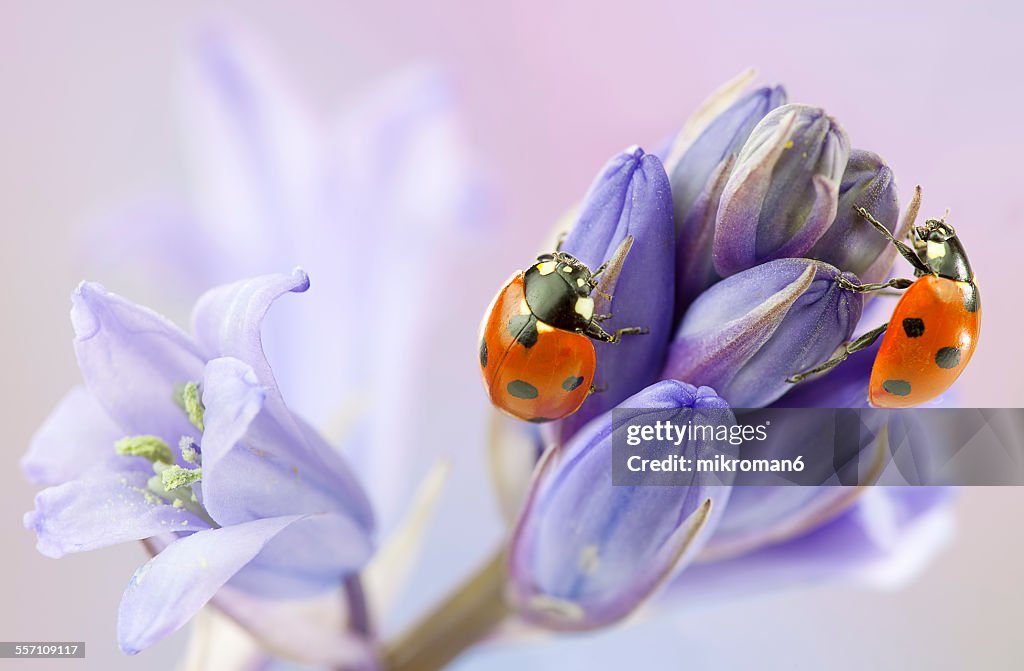 Ladybirds on bluebell