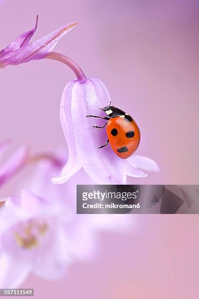 ladybug - marienkäfer stock-fotos und bilder