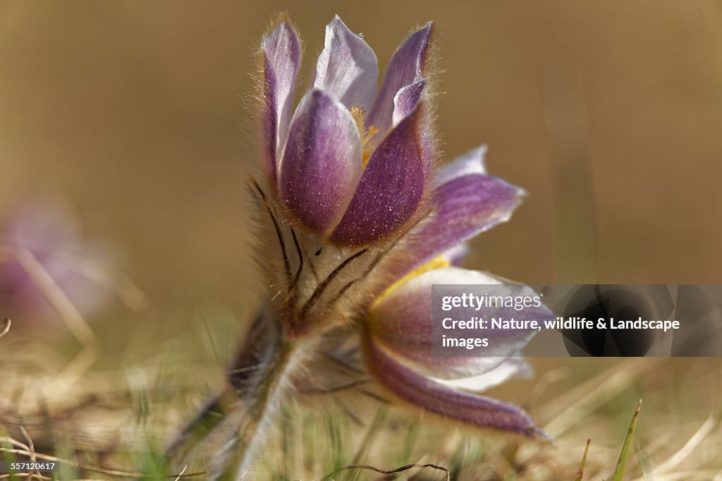 Spring anemone