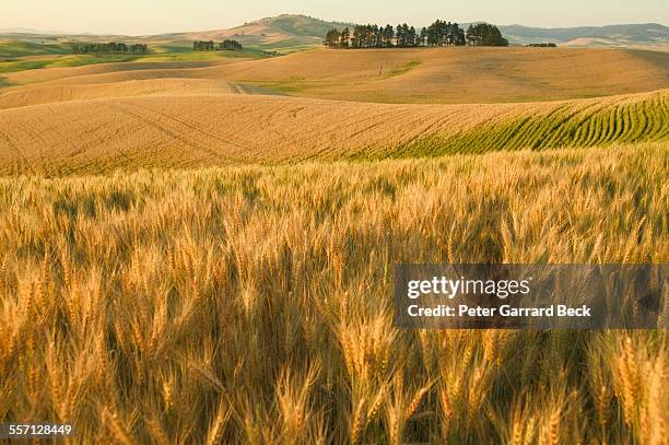 wheat fields - crb003458 stock pictures, royalty-free photos & images