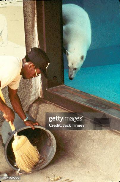 At the Philadelphia Zoo, a zookeeper cleans the enclosure as a polar bear in a tank looks on, Philadelphia, Pennsylvania, 1968.