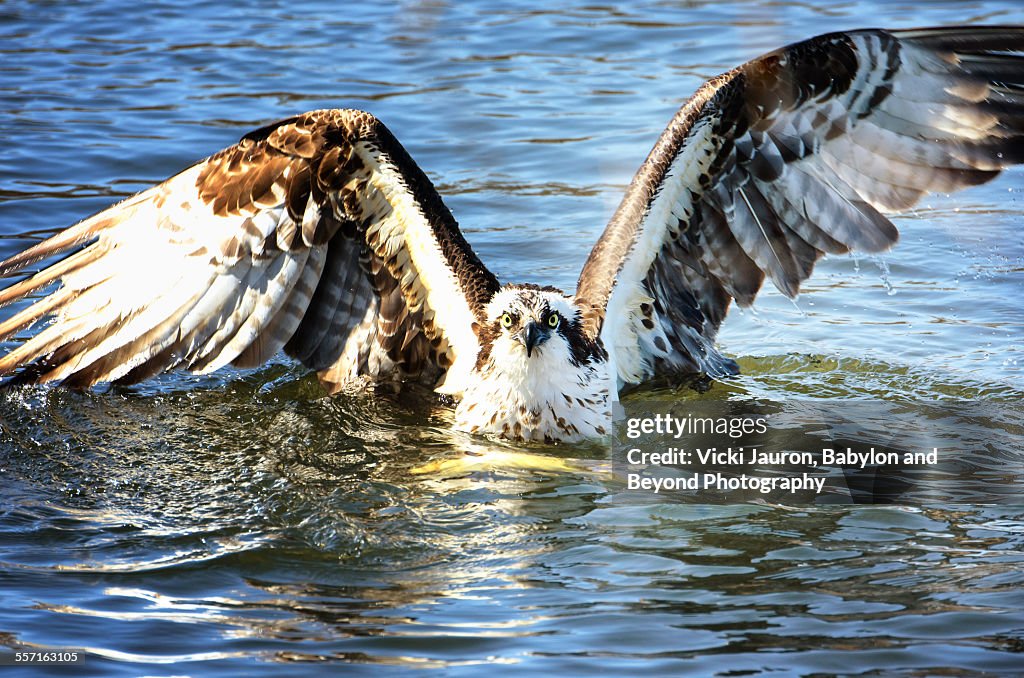 Osprey staring as he comes out of the water