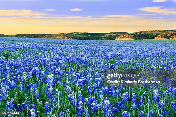 epic landscapes - texas bluebonnets stock pictures, royalty-free photos & images